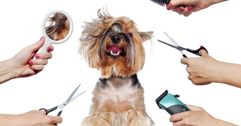 How CreativeShiftArena’s Grooming Services Keep Your Pets Happy and Healthy
