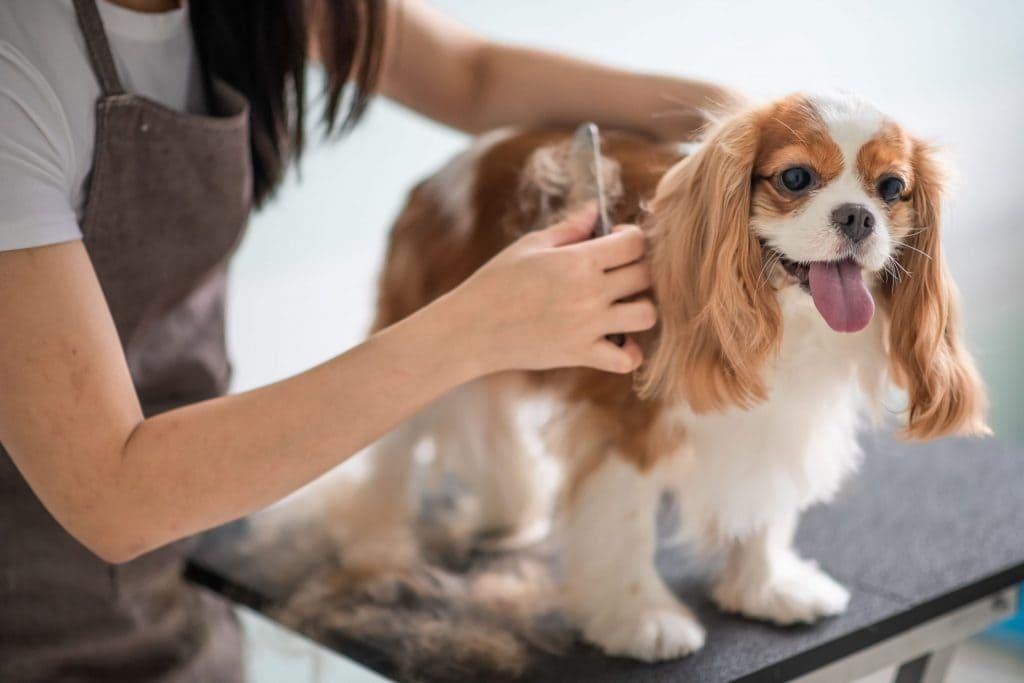 Transform Your Pet's Look with CreativeShiftArena Grooming Excellence