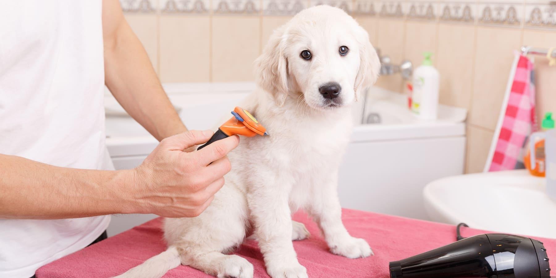 CreativeShiftArena’s Ultimate Guide to Grooming Your Furry Friends