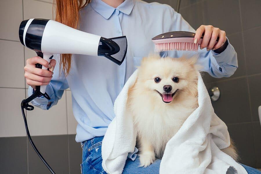CreativeShiftArena: Elevate Your Pet’s Care with Expert Grooming Tips