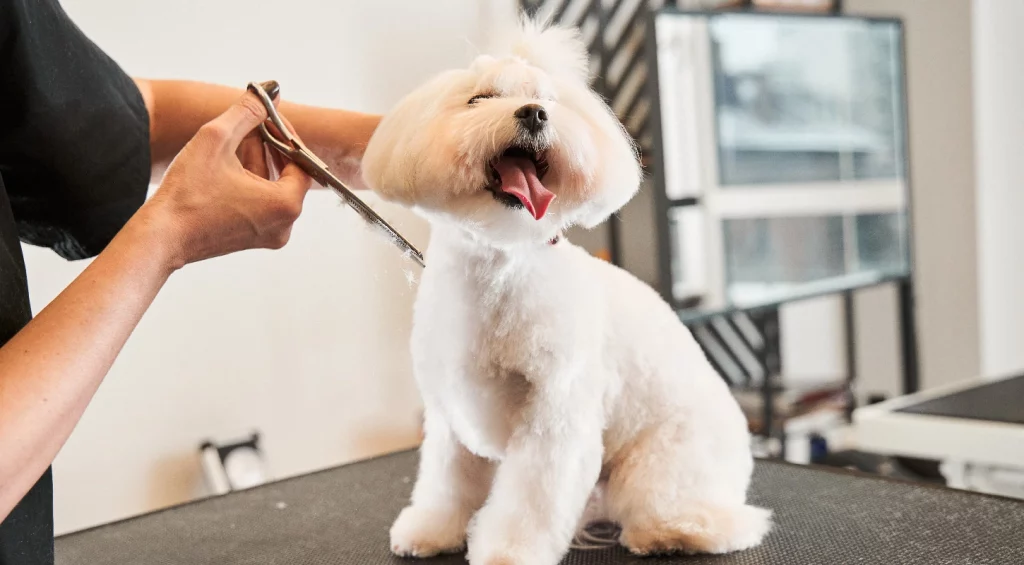 Transform Your Pet’s Look with CreativeShiftArena Grooming Excellence
