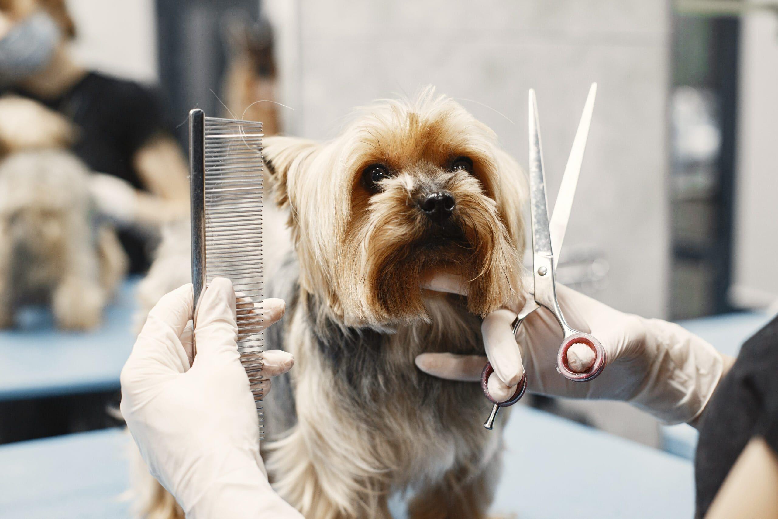 Top Benefits of Professional Pet Grooming Services by CreativeShiftArena